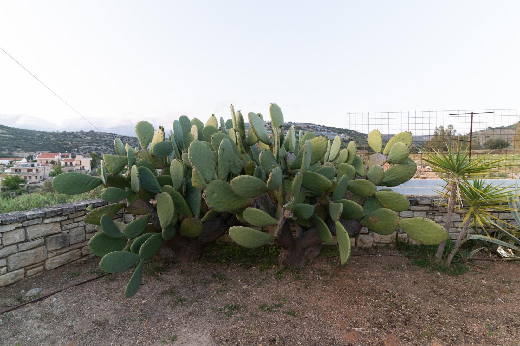 Carob Villa Moírai المظهر الخارجي الصورة