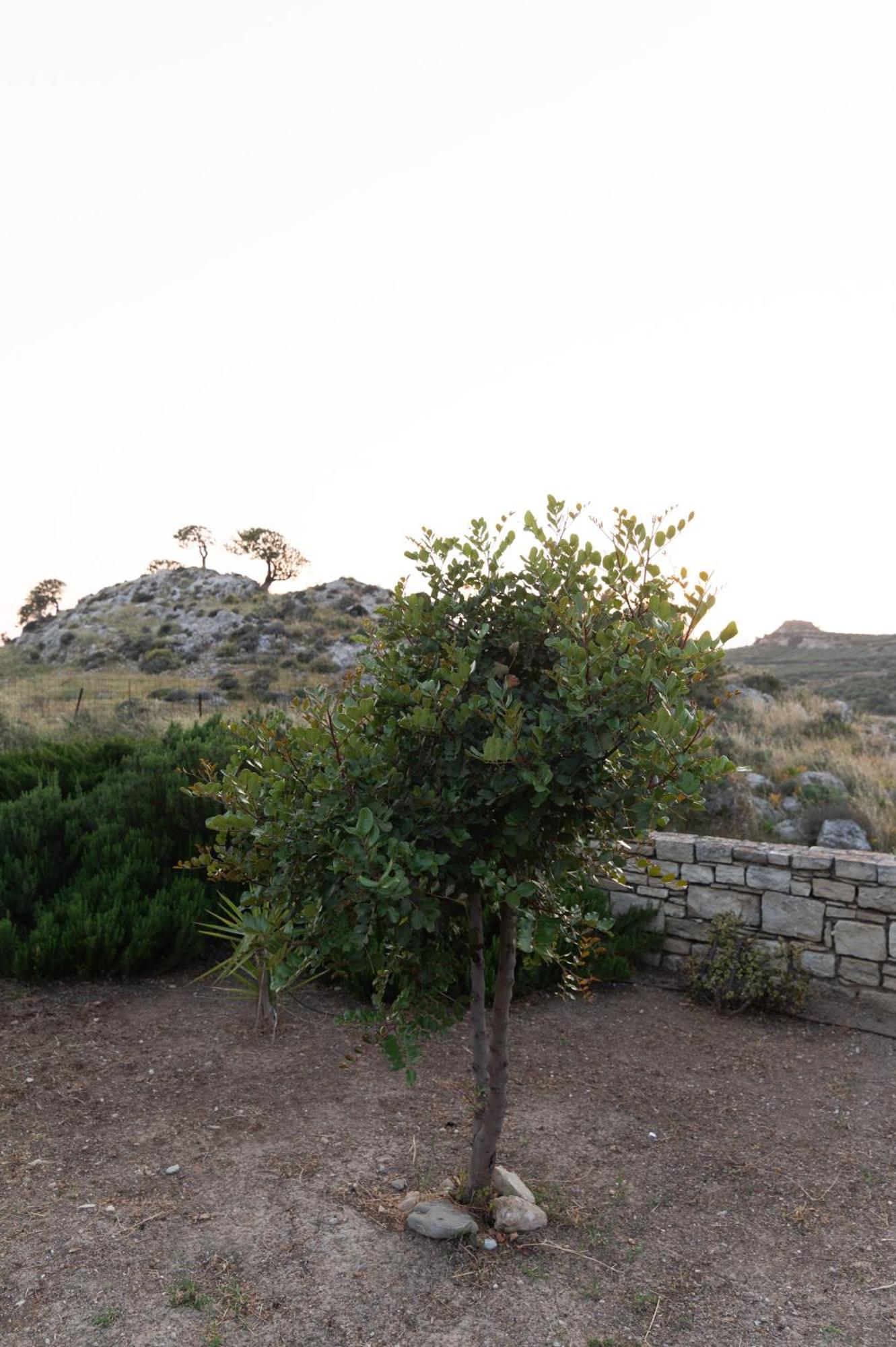 Carob Villa Moírai المظهر الخارجي الصورة